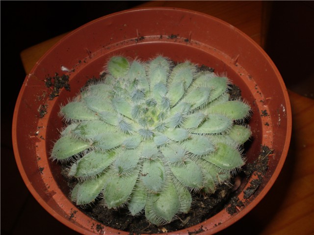 echeveria